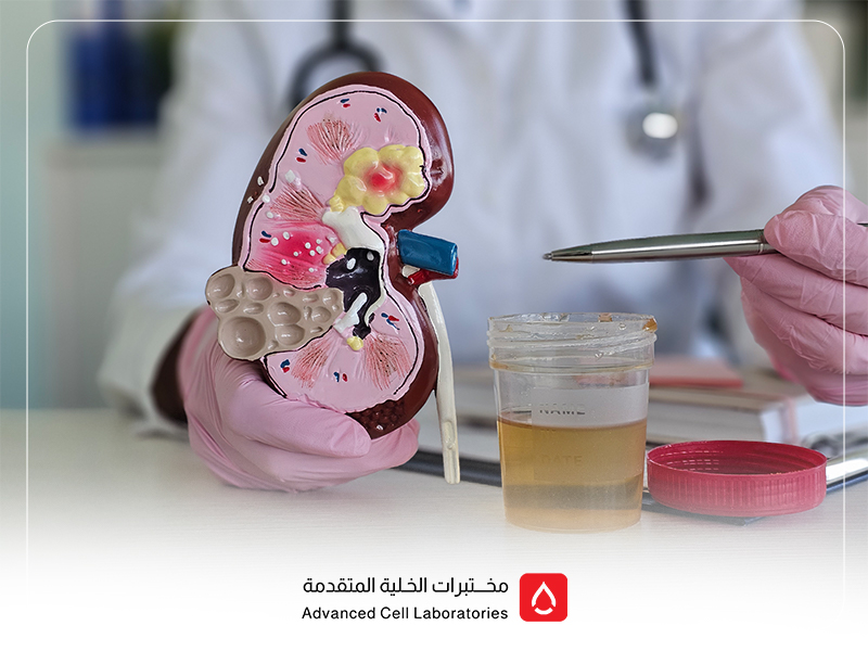 تحاليل وظائف الكبد: دليلك الكامل لفهم الفحوصات وأهميتها