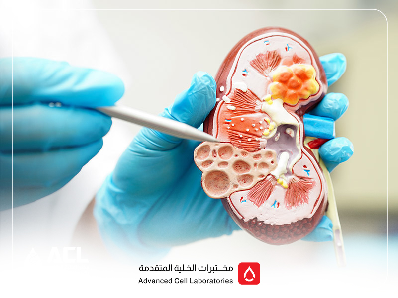 تحاليل وظائف الكلى: دليل شامل لفهم الأهمية، الأنواع، والتكاليف في السعودية